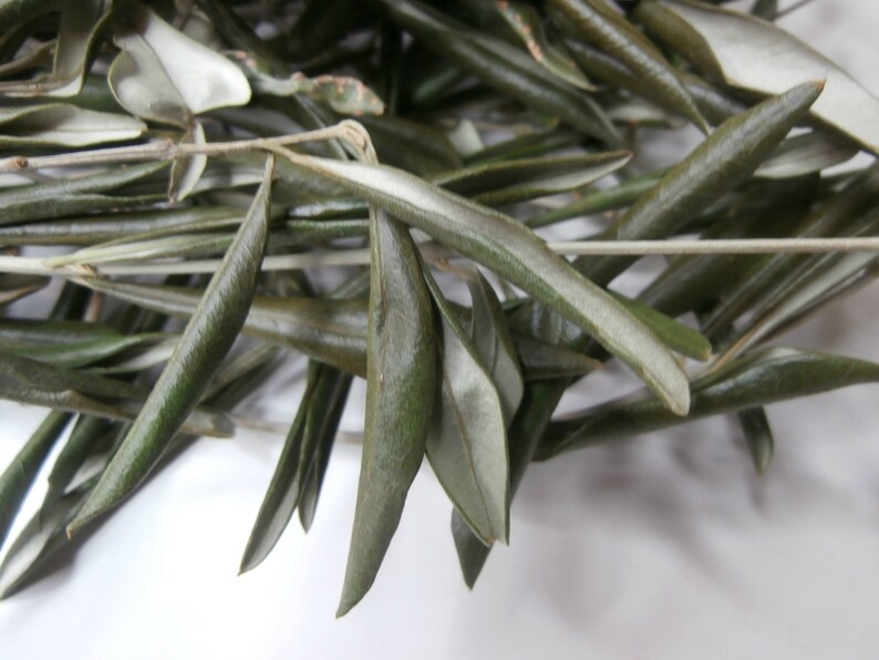 Dried Olive Branches Olive Leaves Real Olive Tree Branches Etsy