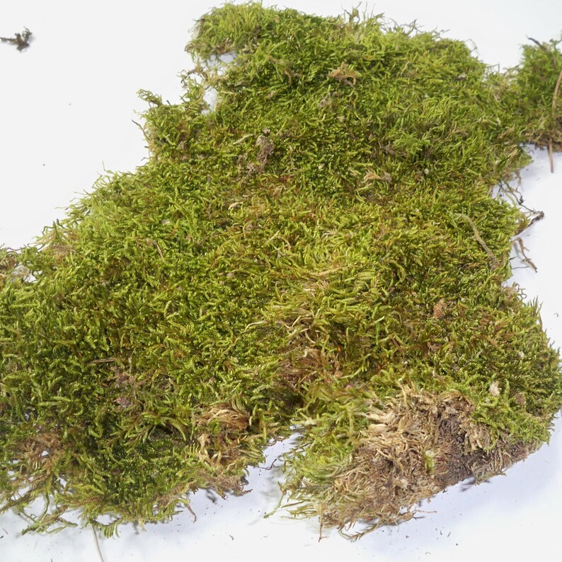 Natural Preserved Carpet Moss Dried and Preserved Moss Etsy