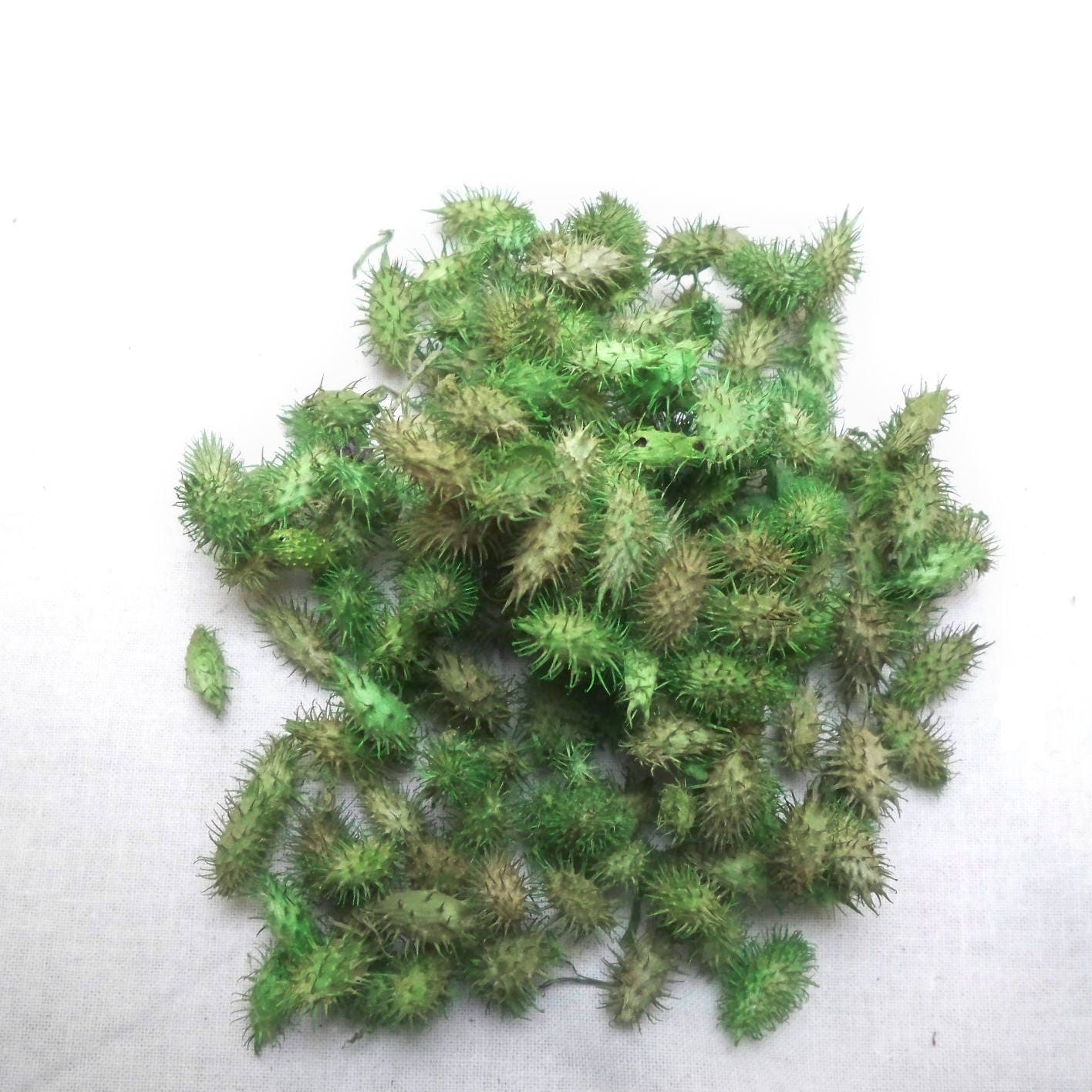 100g Dried Grass Spike Seed Pods Spiky Ball Pods Carex Grayi Etsy