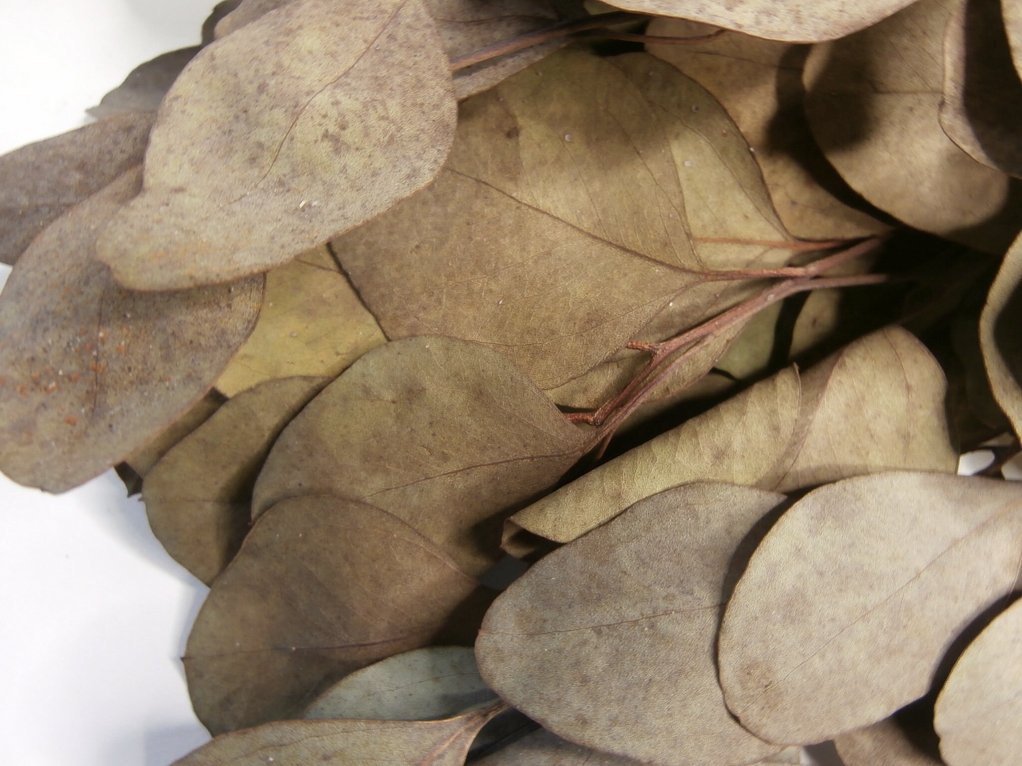 Dried Eucalyptus Populous Eucalyptus Dried Eucalyptus Leaf Etsy