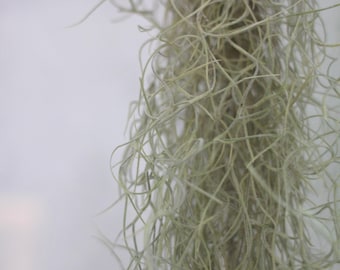 Air Plant – Tillandsia Usneoides (Spanish Moss) – Unique Hanging Greenery
