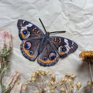 May include: A brown and blue butterfly with orange and white accents is displayed on a white textured background. The butterfly is surrounded by dried flowers.