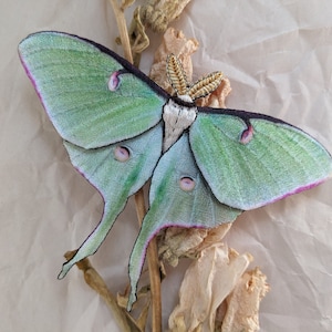 Iridescent realistic moth embroidery Applique / High quality iron on patch /  Actias luna / The luna moth