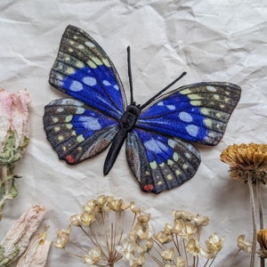 May include: A blue and black butterfly with white spots on a white background. The butterfly is surrounded by small white flowers and brown flowers.