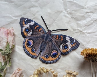 May include: A brown and blue butterfly with orange and white accents is displayed on a white textured background. The butterfly is surrounded by dried flowers.