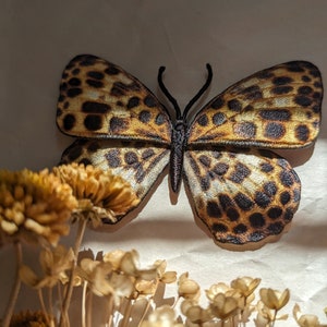 May include: A brown and black butterfly with a leopard print pattern is displayed on a white background. The butterfly is surrounded by dried flowers.