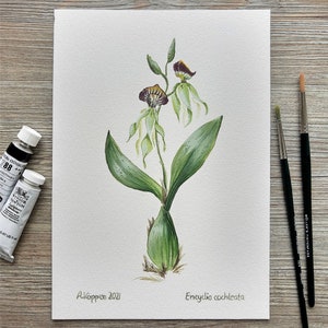 Peinture originale à la gouache "Orchidée Encyclia cochleata"