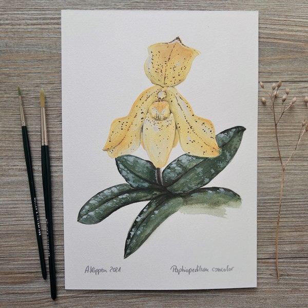 Original gouache painting "Orchid Paphiopedilum concolor"