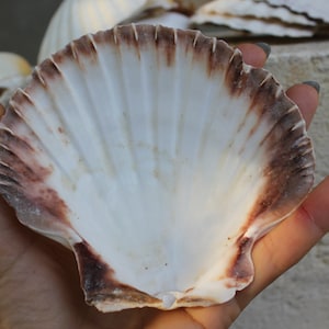 36 Large Sea Shells Scallops  Natural Wedding Table Decoration White, Cream By the Sea Theme Party Decor