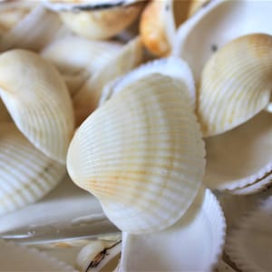 Sea Shells Scallops for Marine Theme Wedding Table Decoration Guests Favors Middle Size Scallops for Arrangements