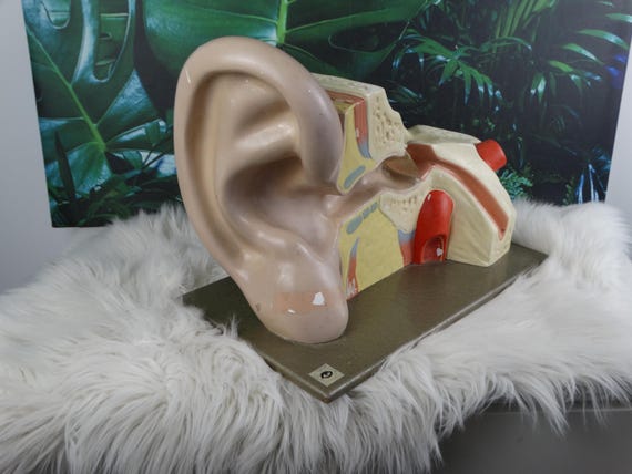 Lebber vintage® - Vintage anatomical ear, from the German hygiene museum Dresden Germany.