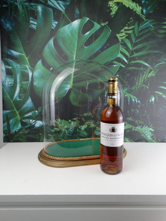 Lebber vintage® - Antique oval glass dome globe Victorian era wooden base 37 x 30 x 15 cm unique collector's item.