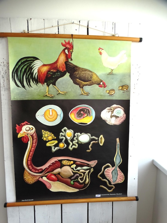 Lebber vintage® - vintage school map | Rooster and hen 0089 - Jung Koch Quentell, 1965 retro, poster, poster, print, canvas original.