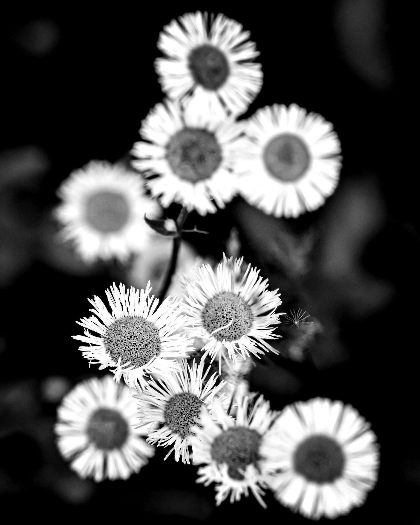 Daisies black and white Etsy