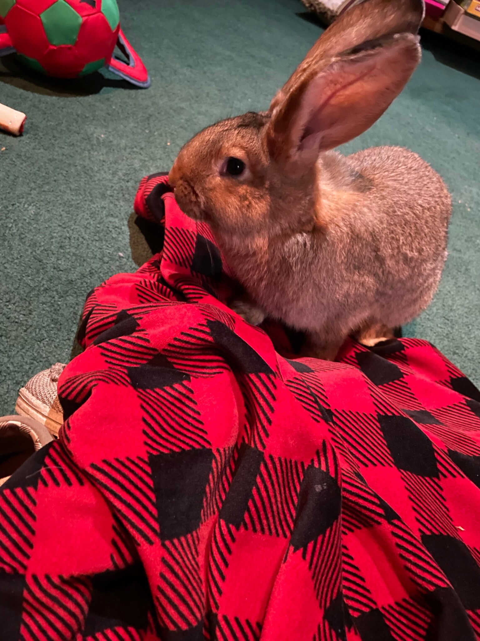 Organic Flemish Giant Rabbit Fertilizer 1 Pound Bag Etsy