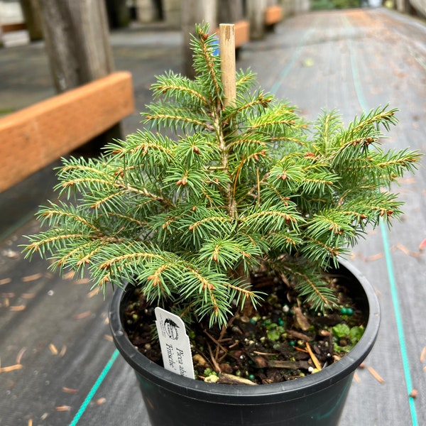 Picea abies ‘Fritsche’