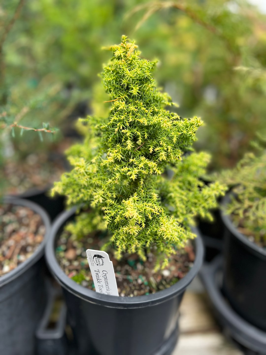 Cryptomeria Japonica twinkle Toes - Etsy