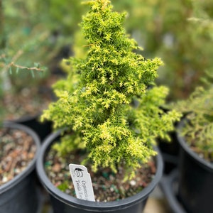 Cryptomeria japonica Twinkle Toes image 1