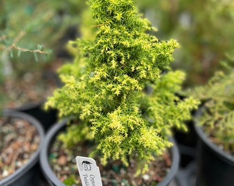 Cryptomeria japonica ‘Twinkle Toes’