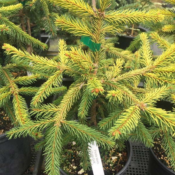 Picea abies 'Gold Drift'