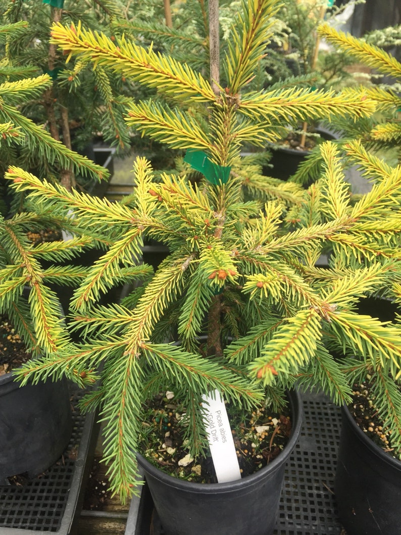 Picea abies 'Gold Drift' image 1