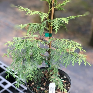 Chamaecyparis nootkatensis ‘Nana’