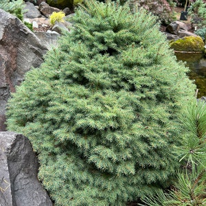 Picea abies Fritsche image 2