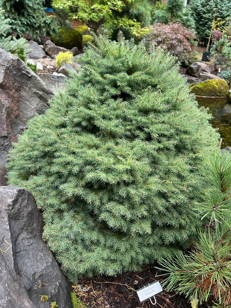 Picea abies Fritsche image 2