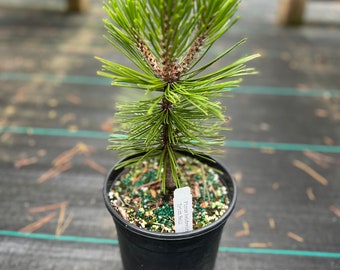 Pinus heldreichii ‘Irish Bell’