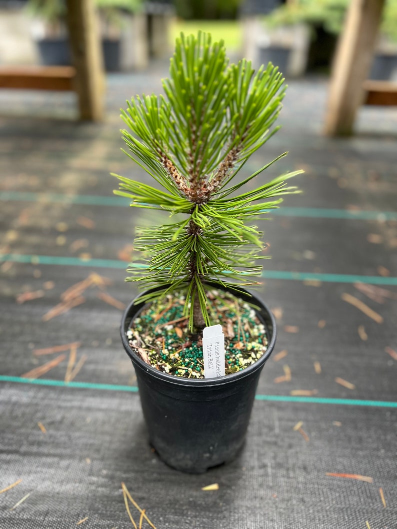 Pinus heldreichii Irish Bell image 1