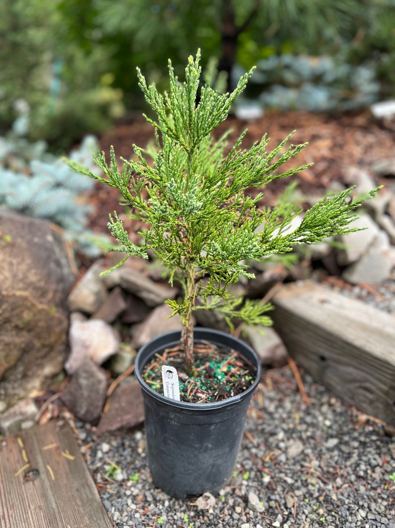 Sequoiadendron giganteum Compactum image 1