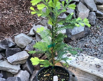 Sequoia sempervirens ‘Aptos Blue’