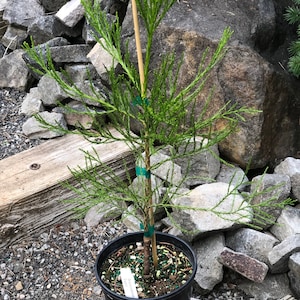 Sequoiadendron giganteum ‘Luzzi’