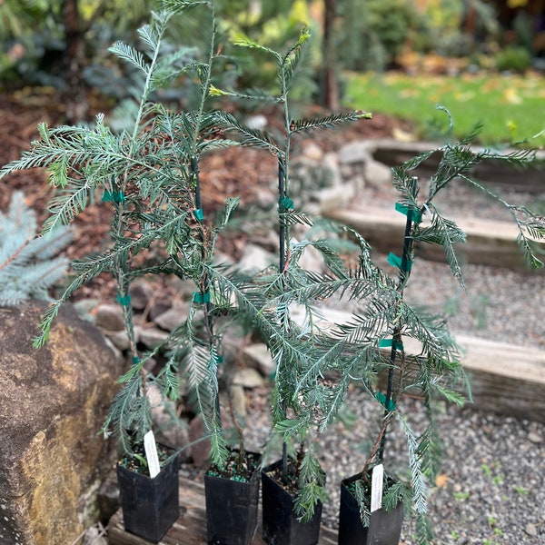 Set of 4 ‘Winter Blue’ Coast Redwoods