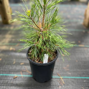 Pinus sylvestris ‘Moseri’