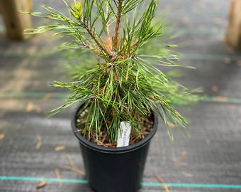 Pinus sylvestris ‘Moseri’