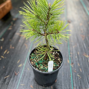 Pinus mugo Zundert image 1