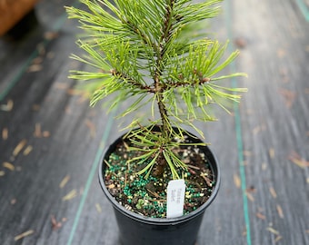 Pinus mugo ‘Zundert’