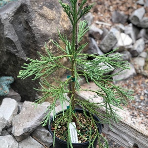 Sequoiadendron giganteum ‘Barabit’s Requiem’