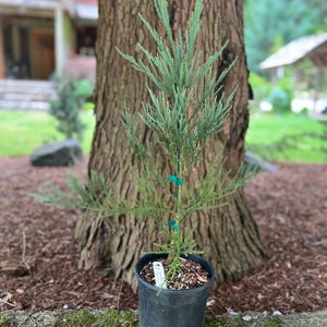 Sequoiadendron giganteum ‘Hazel Smith’  1 gal