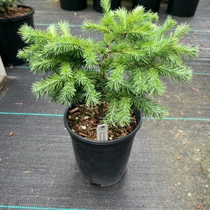 Larix kaempferi ‘Jo’s Wunderkerze ’  1 gal.