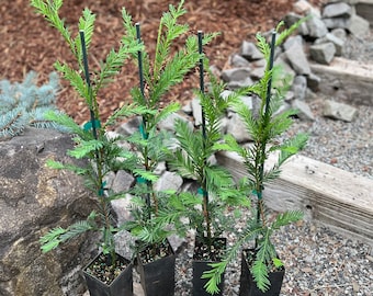 Set of 4 Sequoia sempervirens ‘Aptos Blue’