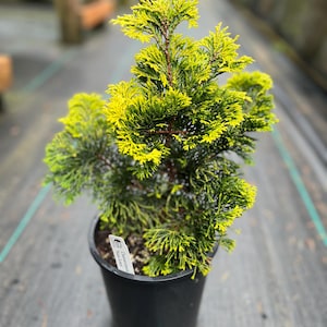 Chamaecyparis obtusa ‘Nana Lutea’ 1 gal