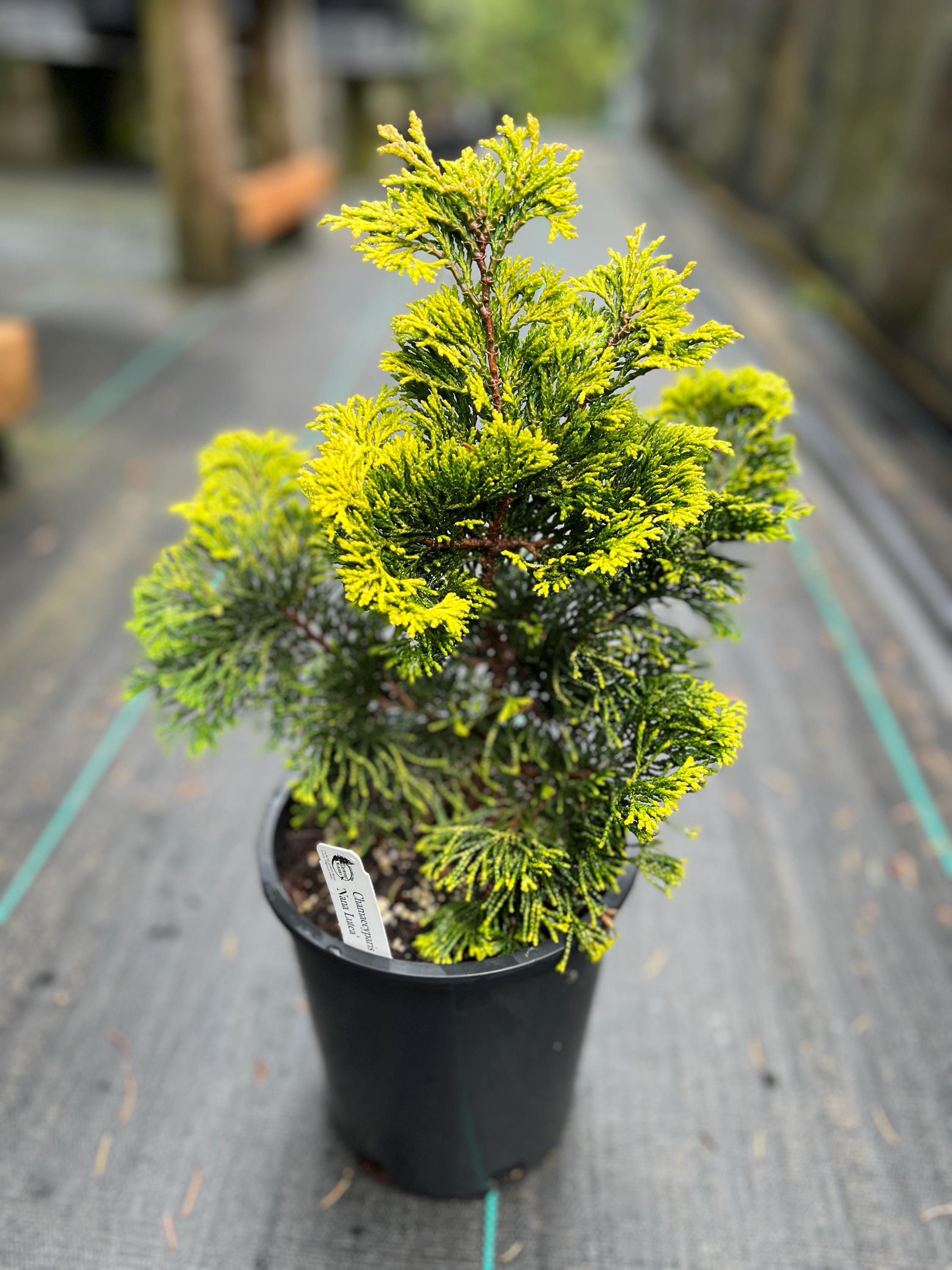 Chamaecyparis obtusa ‘Nana Lutea’ 1 gal