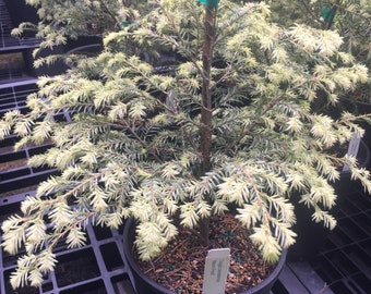 Tsuga canadensis 'Moonfrost'