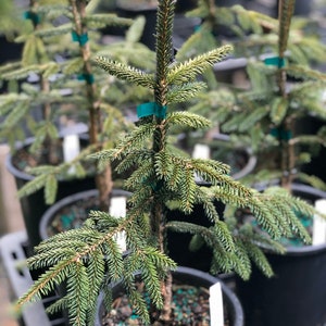 Picea orientalis Early Gold image 2