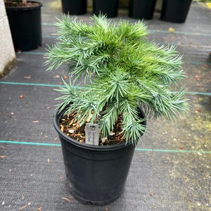 Larix kaempferi ‘Peve Tunnis’  1 gal.