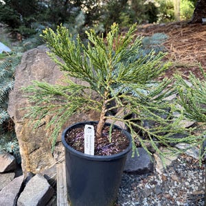 Bonsai Redwood Sequoia - Etsy