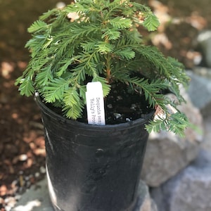 Sequoia sempervirens ‘Kelly’s Prostrate’