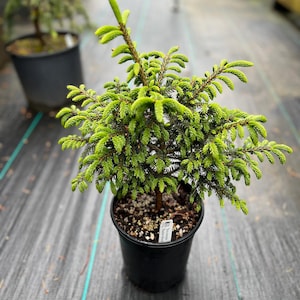 Picea orientalis ‘Shadow’s Broom’ 1 gal